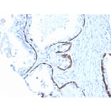 Immunohistochemistry - Anti-Cytokeratin 5 + 6 Antibody [KRT5.6/4866] - BSA and Azide free (A254154) - Antibodies.com