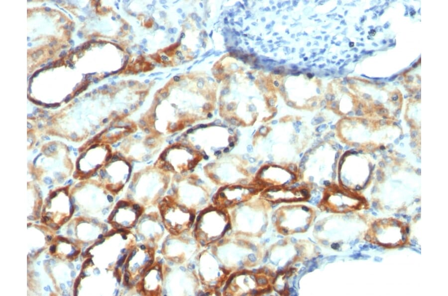 Immunohistochemistry - Anti-Mitochondria Antibody [MTC754] - BSA and Azide free (A254157) - Antibodies.com