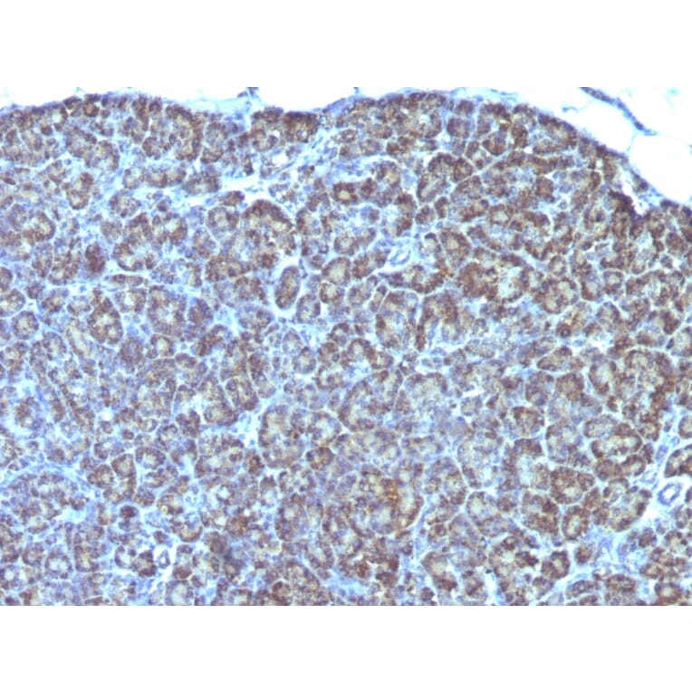 Immunohistochemistry - Anti-Mitochondria Antibody [MTC754] - BSA and Azide free (A254156) - Antibodies.com