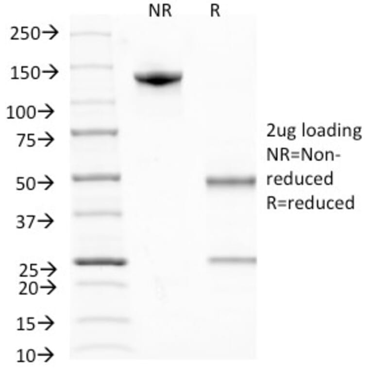 SDS-PAGE - Anti-BrdU Antibody [MoBu-1] - BSA and Azide free (A254158) - Antibodies.com