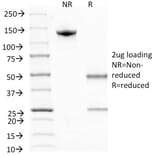 SDS-PAGE - Anti-BrdU Antibody [MoBu-1] - BSA and Azide free (A254158) - Antibodies.com