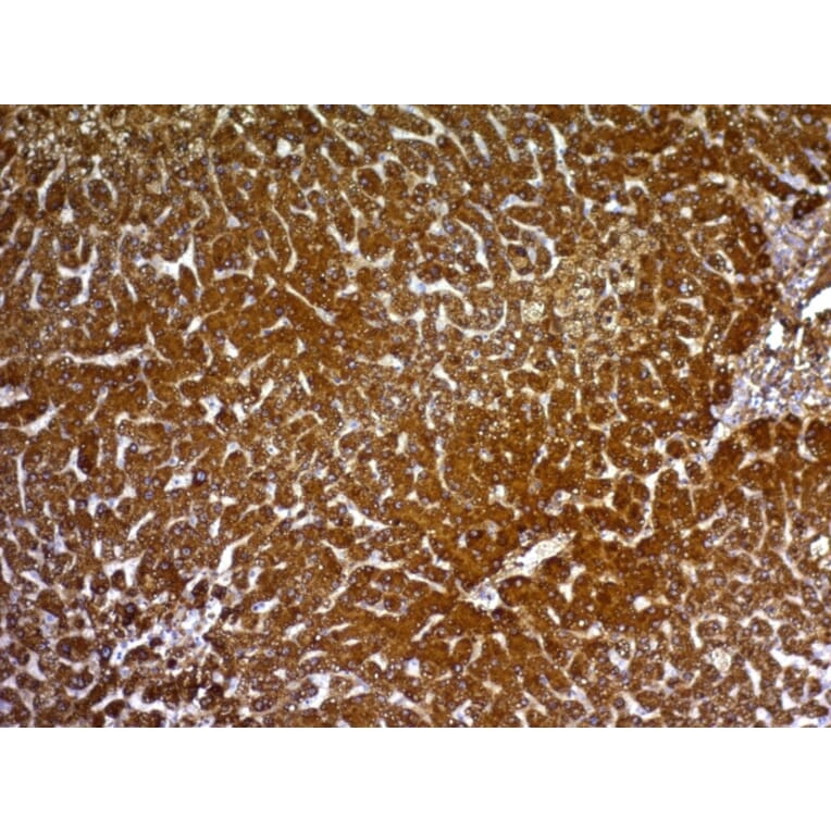 Immunohistochemistry - Anti-HepPar-1 Antibody [HepPar1] - BSA and Azide free (A254158) - Antibodies.com