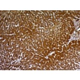 Immunohistochemistry - Anti-HepPar-1 Antibody [HepPar1] - BSA and Azide free (A254158) - Antibodies.com