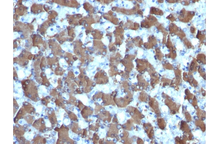 Immunohistochemistry - Anti-HepPar-1 Antibody [HepPar1] - BSA and Azide free (A254159) - Antibodies.com