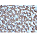 Immunohistochemistry - Anti-HepPar-1 Antibody [HepPar1] - BSA and Azide free (A254159) - Antibodies.com