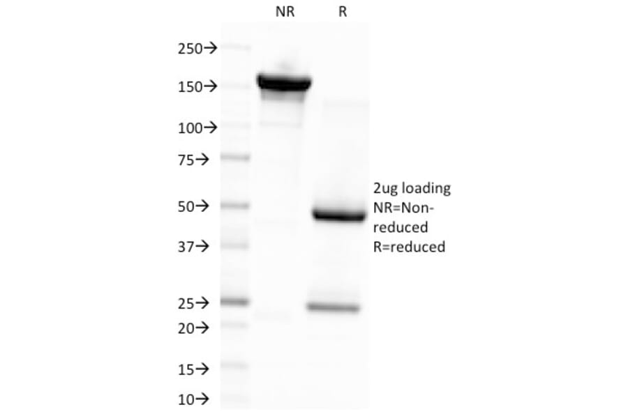 SDS-PAGE - Anti-EBV LMP-1 Antibody [CS4] - BSA and Azide free (A254162) - Antibodies.com