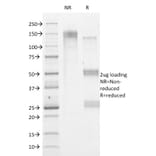 SDS-PAGE - Anti-HSV1 Antibody [HSVI/2095] - BSA and Azide free (A254163) - Antibodies.com