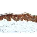 Immunohistochemistry - Anti-Keratin 76 Antibody [AE-3] - BSA and Azide free (A254163) - Antibodies.com