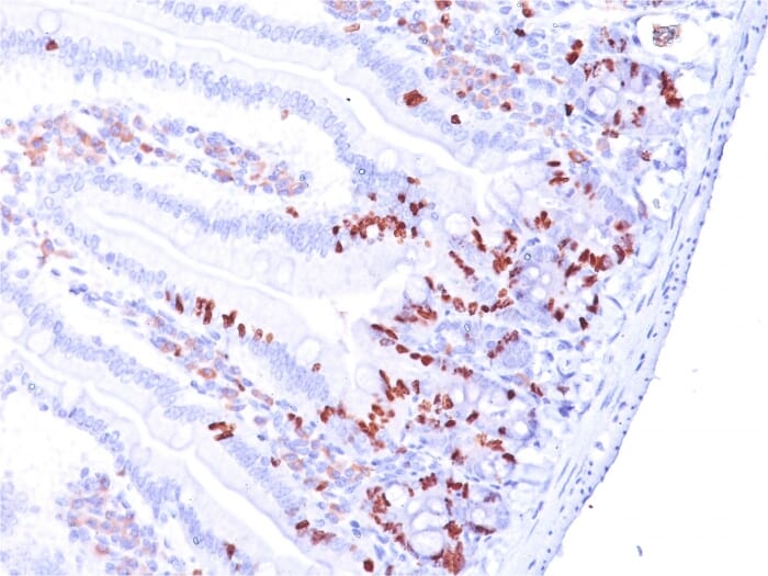 Immunohistochemical analysis of formalin-fixed, paraffin-embedded mouse small intestine using Anti-BrdU Antibody [BRD.3].