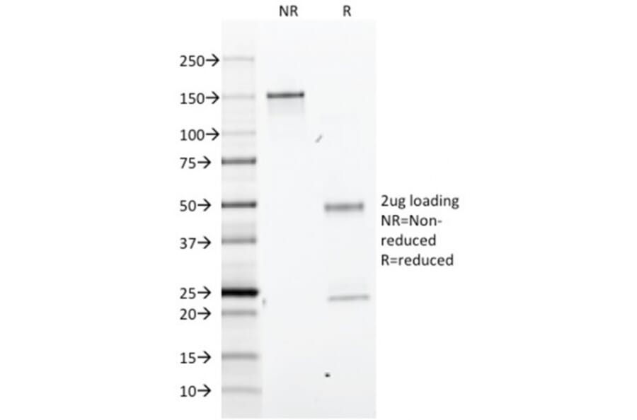 SDS-PAGE - Anti-BrdU Antibody [BRD.3] - BSA and Azide free (A254166) - Antibodies.com