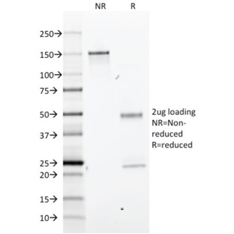 SDS-PAGE - Anti-BrdU Antibody [BRD.3] - BSA and Azide free (A254166) - Antibodies.com