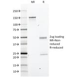 SDS-PAGE - Anti-BrdU Antibody [BRD.3] - BSA and Azide free (A254166) - Antibodies.com