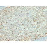 Immunohistochemistry - Anti-Mitochondria Antibody [AE-1] - BSA and Azide free (A254167) - Antibodies.com