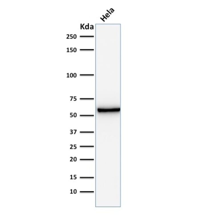 Western Blot - Anti-Mitochondria Antibody [AE-1] - BSA and Azide free (A254167) - Antibodies.com