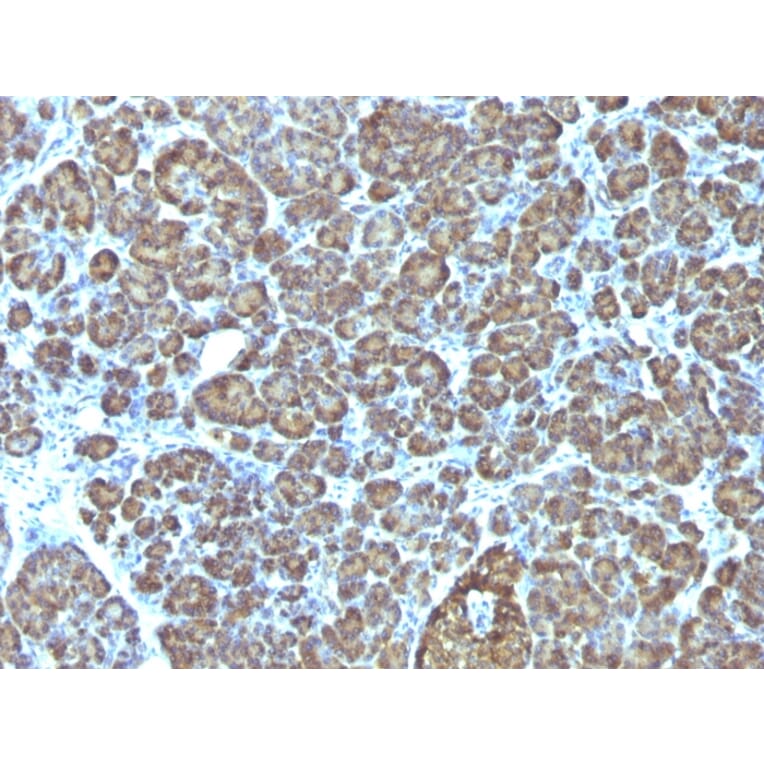 Immunohistochemistry - Anti-Mitochondria Antibody [AE-1] - BSA and Azide free (A254167) - Antibodies.com