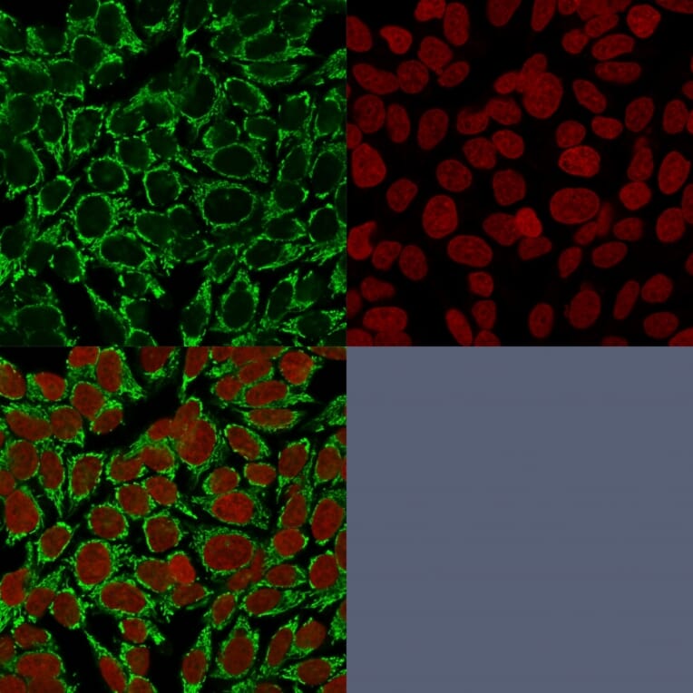 Immunofluorescence - Anti-Mitochondria Antibody [AE-1] - BSA and Azide free (A254166) - Antibodies.com