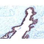 Immunohistochemistry - Anti-Cytokeratin 8 + 18 Antibody [K8.8 + DC10] - BSA and Azide free (A254172) - Antibodies.com