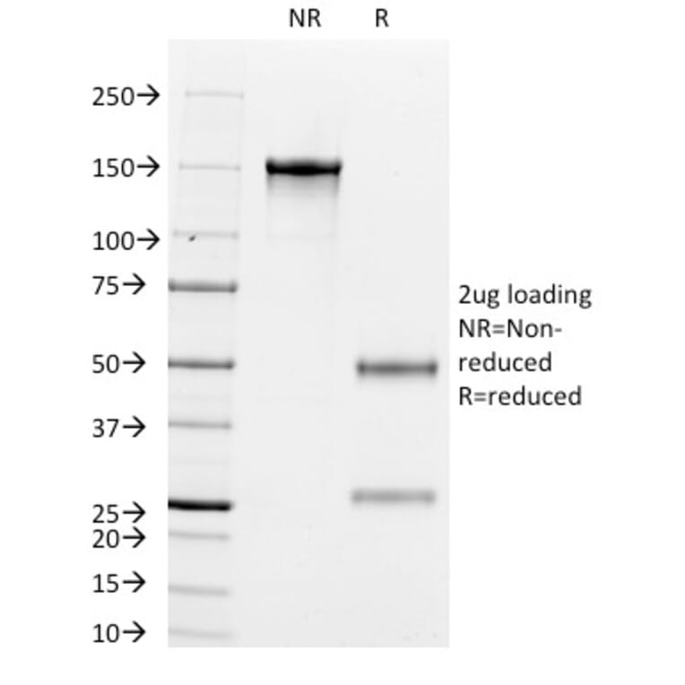SDS-PAGE - Anti-Cytokeratin 8 + 18 Antibody [K8.8 + DC10] - BSA and Azide free (A254172) - Antibodies.com