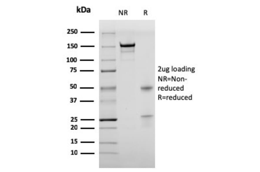 SDS-PAGE - Anti-BrdU Antibody [rBRD469] - BSA and Azide free (A254179) - Antibodies.com