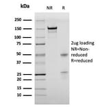 SDS-PAGE - Anti-BrdU Antibody [rBRD469] - BSA and Azide free (A254179) - Antibodies.com