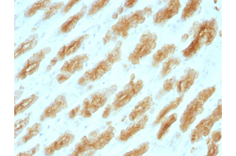 Immunohistochemistry - Anti-Keratin 76 Antibody [KRTH/1076] - BSA and Azide free (A254181) - Antibodies.com
