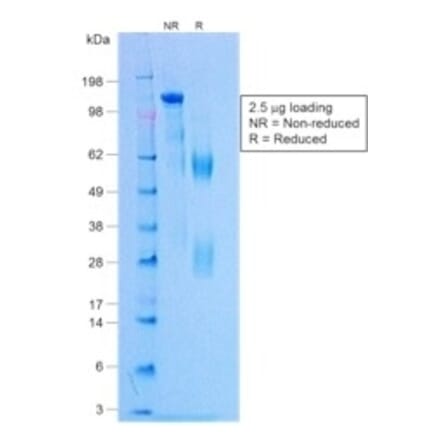 SDS-PAGE - Rabbit IgG [NCRBM/1520R] - BSA and Azide free (A254183) - Antibodies.com