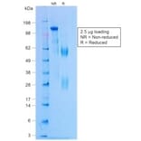 SDS-PAGE - Rabbit IgG [NCRBM/1520R] - BSA and Azide free (A254183) - Antibodies.com