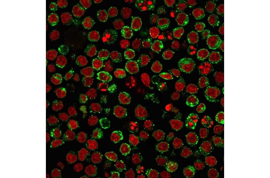 Flow Cytometry - Anti-HLA DP + DQ + DR Antibody [HLA-Pan/2967R] - BSA and Azide free (A254185) - Antibodies.com