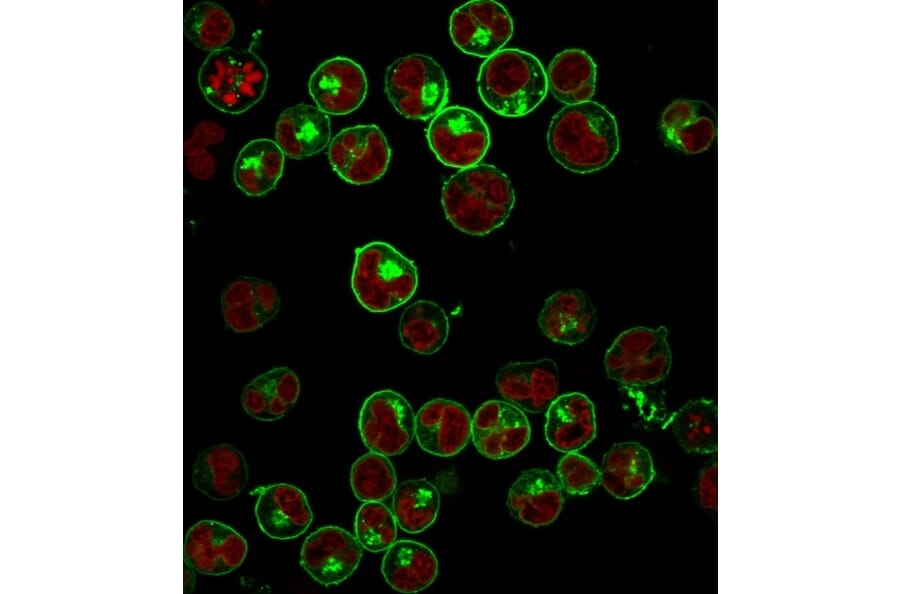 Immunofluorescence - Anti-HLA DP + DQ + DR Antibody [HLA-Pan/2967R] - BSA and Azide free (A254185) - Antibodies.com