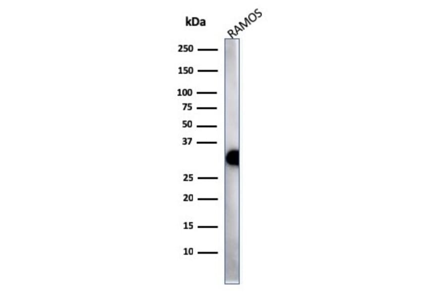 Western Blot - Anti-HLA DP + DQ + DR Antibody [HLA-Pan/2967R] - BSA and Azide free (A254185) - Antibodies.com