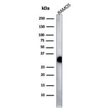 Western Blot - Anti-HLA DP + DQ + DR Antibody [HLA-Pan/2967R] - BSA and Azide free (A254185) - Antibodies.com