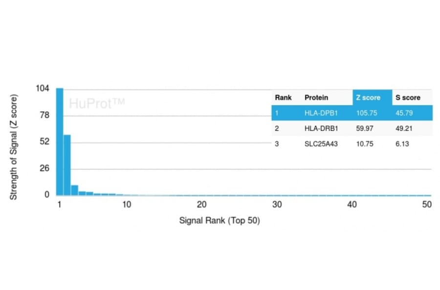 Protein Array - Anti-HLA DP + DQ + DR Antibody [HLA-Pan/2967R] - BSA and Azide free (A254184) - Antibodies.com