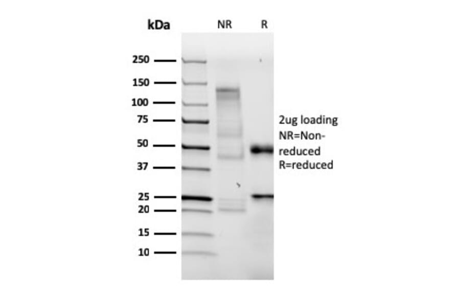 SDS-PAGE - Anti-BrdU Antibody [BRDU/3902R] - BSA and Azide free (A254185) - Antibodies.com