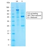 SDS-PAGE - Anti-CA19-9 Antibody [CA19.9/1390R] - BSA and Azide free (A254188) - Antibodies.com