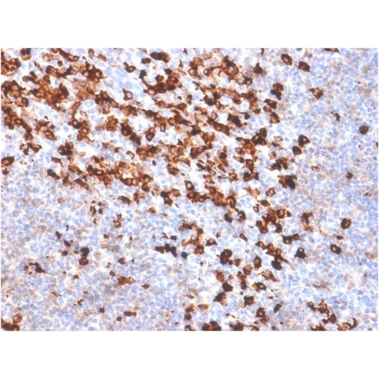 Immunohistochemistry - Anti-Biotin Antibody [BTN/2032R] - BSA and Azide free (A254188) - Antibodies.com