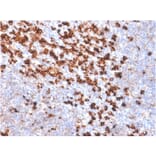 Immunohistochemistry - Anti-Biotin Antibody [BTN/2032R] - BSA and Azide free (A254188) - Antibodies.com