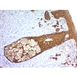 Immunohistochemistry - Anti-Keratin 76 Antibody [KRTH/1576R] - BSA and Azide free (A254190) - Antibodies.com