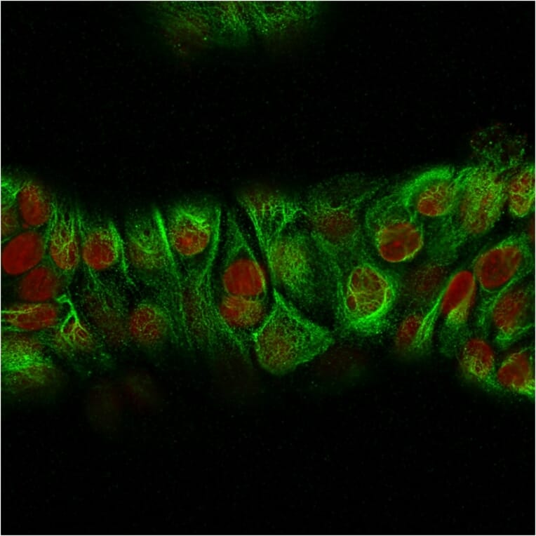 Immunofluorescence - Anti-Keratin 76 Antibody [KRTH/2147R] - BSA and Azide free (A251014) - Antibodies.com