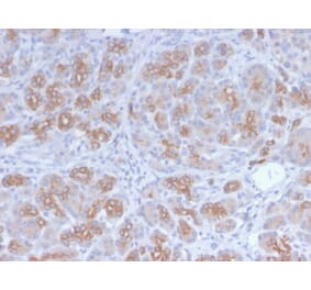 Immunohistochemistry - Anti-Golgi Complex Antibody [GLG1/2829R] - BSA and Azide free (A254193) - Antibodies.com