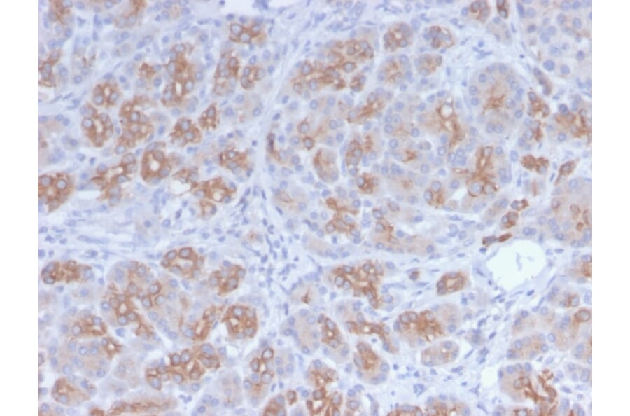 Immunohistochemistry - Anti-Golgi Complex Antibody [GLG1/2829R] - BSA and Azide free (A254193) - Antibodies.com