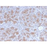 Immunohistochemistry - Anti-Golgi Complex Antibody [GLG1/2829R] - BSA and Azide free (A254193) - Antibodies.com