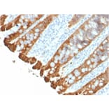 Immunohistochemistry - Anti-Cytokeratin 8 + 18 Antibody [KRT8.18/2297R] - BSA and Azide free (A254194) - Antibodies.com