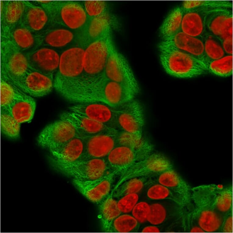 Immunofluorescence - Anti-pan Cytokeratin Antibody [KRT/1877R] - BSA and Azide free (A254196) - Antibodies.com