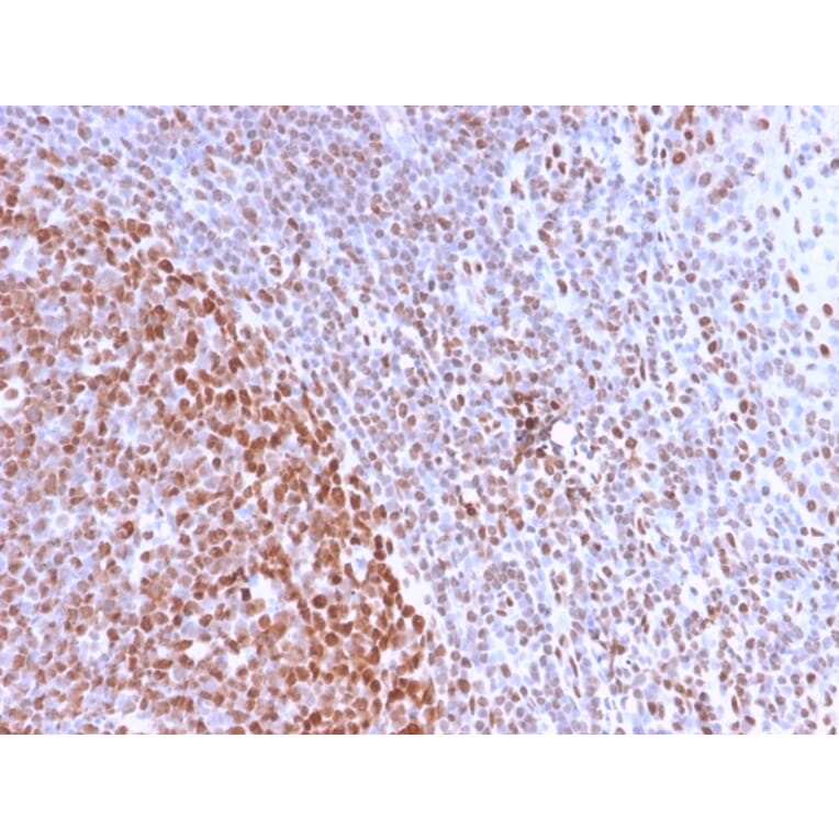 Immunohistochemistry - Anti-Nuclear Antigen Antibody [NM2984R] - BSA and Azide free (A254202) - Antibodies.com