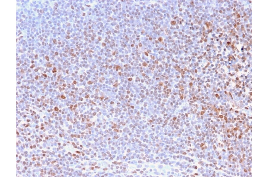 Immunohistochemistry - Anti-Nuclear Antigen Antibody [NM2984R] - BSA and Azide free (A251023) - Antibodies.com