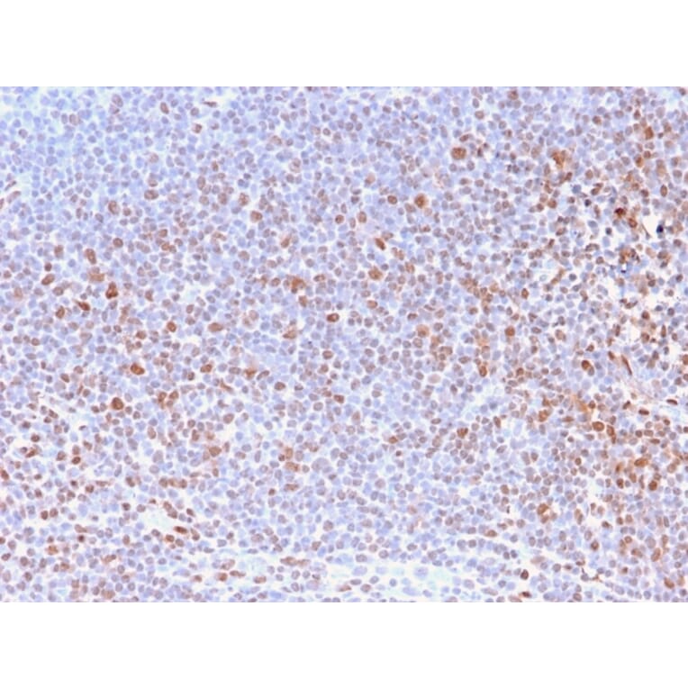 Immunohistochemistry - Anti-Nuclear Antigen Antibody [NM2984R] - BSA and Azide free (A251023) - Antibodies.com