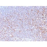 Immunohistochemistry - Anti-Nuclear Antigen Antibody [NM2984R] - BSA and Azide free (A251023) - Antibodies.com