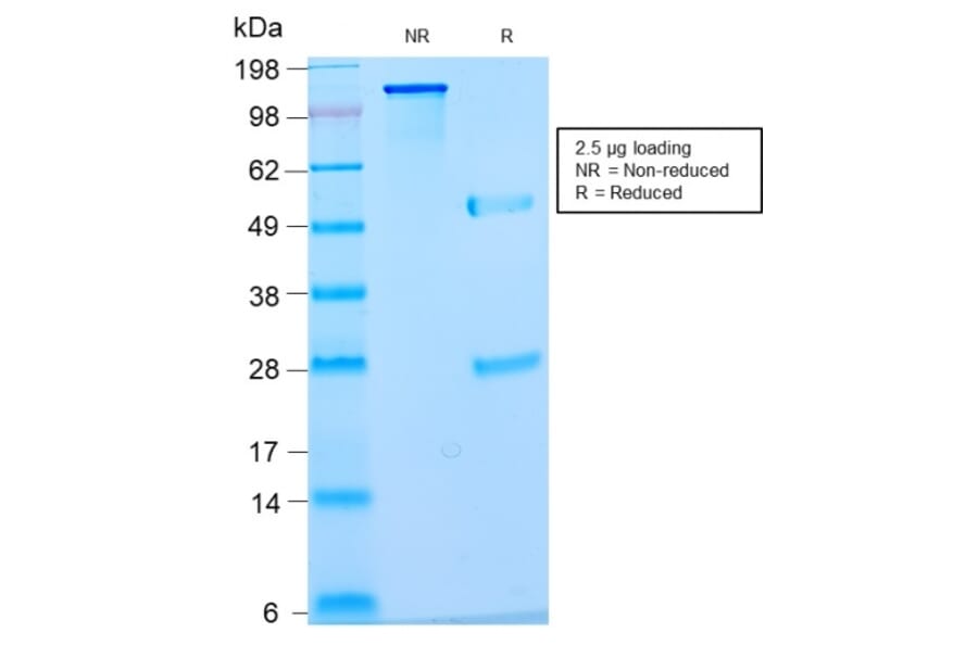 SDS-PAGE - Anti-Nuclear Antigen Antibody [NM2984R] - BSA and Azide free (A251023) - Antibodies.com