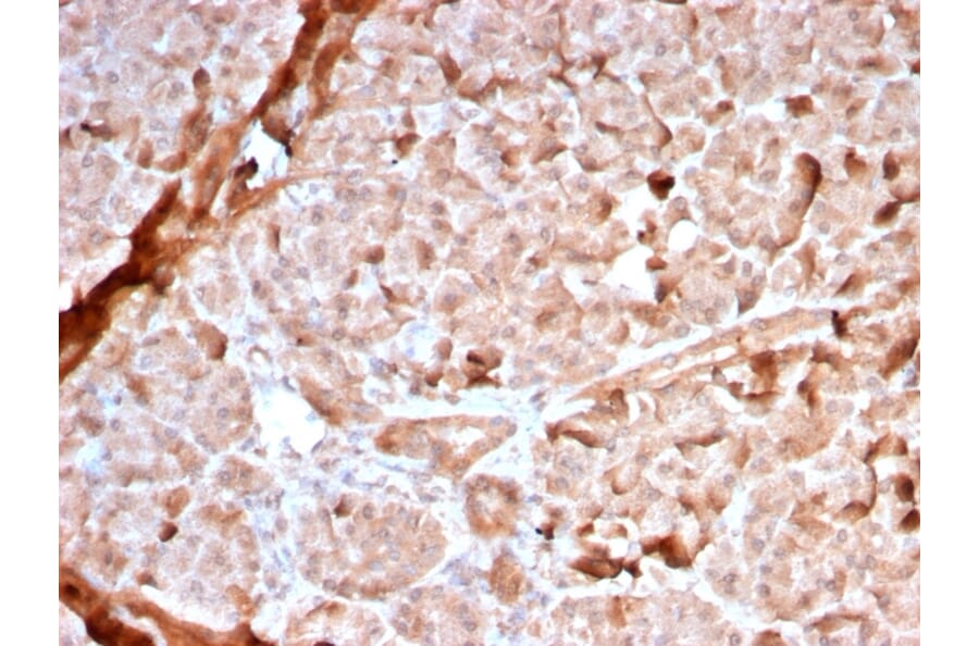 Immunohistochemistry - Anti-Mitochondria Antibody [MTC02/2860R] - BSA and Azide free (A254202) - Antibodies.com