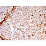 Immunohistochemistry - Anti-Mitochondria Antibody [MTC02/2860R] - BSA and Azide free (A254202) - Antibodies.com